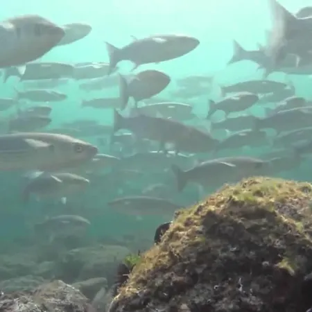 King Korkmaz * Eceabat