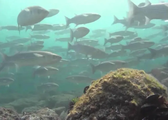 King Korkmaz * Эджеабат